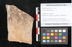 Foto (Objekt + Etikett) von Chara meriani Braun (NHMW-GEO-2024-0188-6724)
